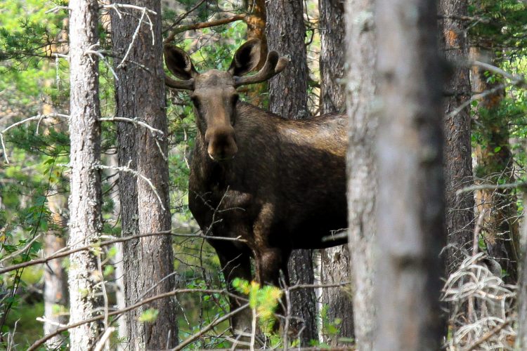 Moose looking through the trees in Sweden