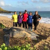 Ocean Spirits Leatherback Sea Turtle Volunteer Project, Grenada