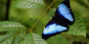 Weird and Wonderful Wildlife Facts: