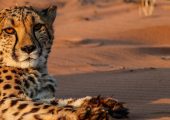 Family Wildlife Sanctuary & Game Reserve Programme, Namibia