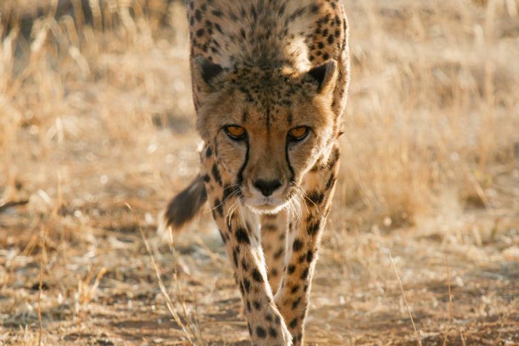 Cheetah looking straight at you in desert