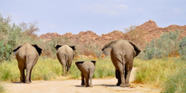 Fourt elephants from the back
