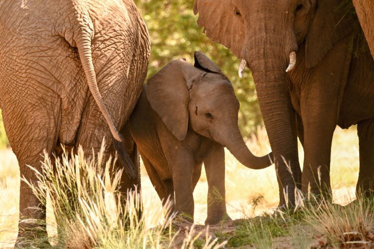 Baby elephant standing in between two adult elephants