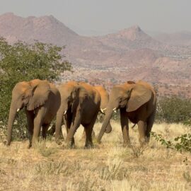 Family volunteering in Namibia