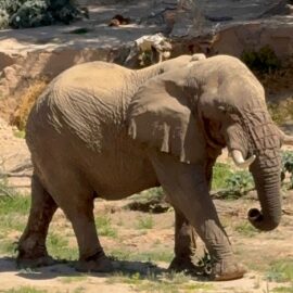 Family volunteering in Namibia