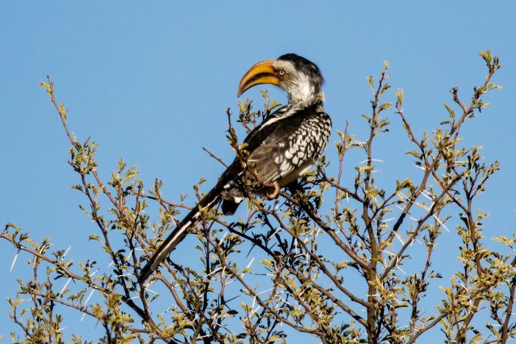 Africa hornbill in Namibia