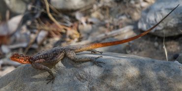 Red lizard in Namibia