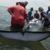Join a Dolphin Research Internship on the Namibian Coast
