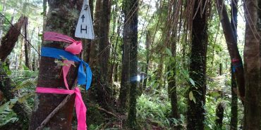 Trail marking New Zealand forest