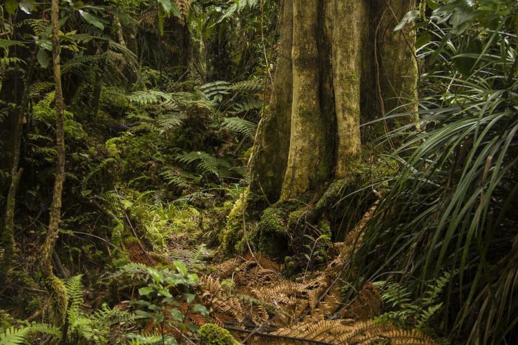 Native forest in New Zealand