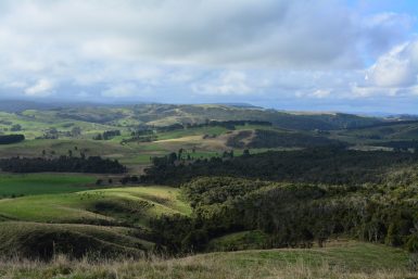 Nature sanctuary in New Zealand forest