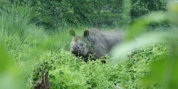 Rhino Nepal