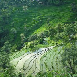 Rice fields in Nepal