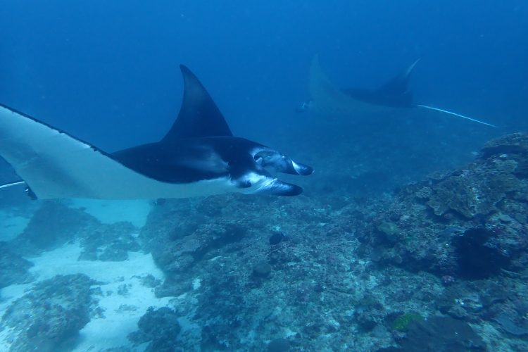 Manta ray bali