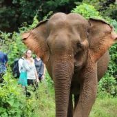 Elephant Sanctuary Volunteer Project, Cambodia