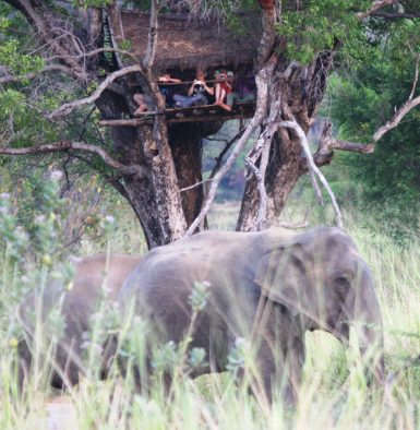 Observing elephants from tree hut