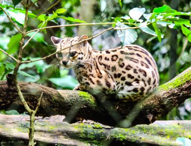 ocelot costa rica