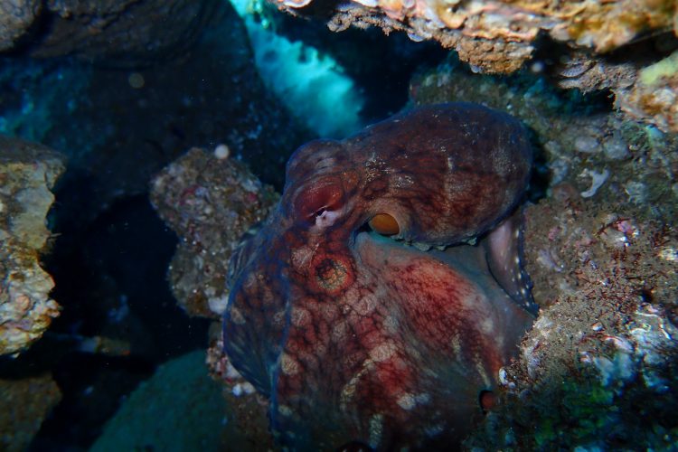 octopus bali