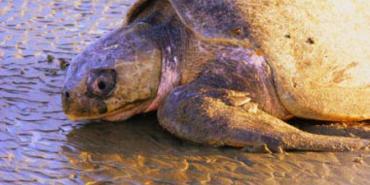 Wildlife and Biodiversity of Costa Rica