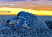 Olive Ridley Sea Turtle Volunteer Programme, Costa Rica