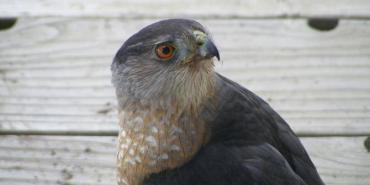 Wildlife and Biodiversity