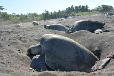Olive ridley turtles nesting in Arribada