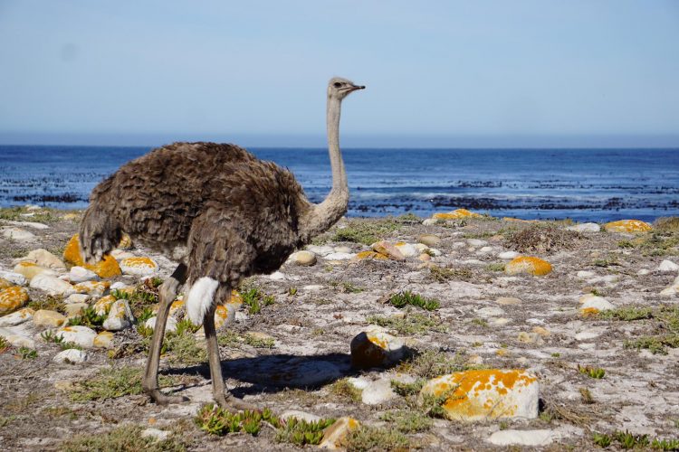 Ostrich standing on cliffs by sea