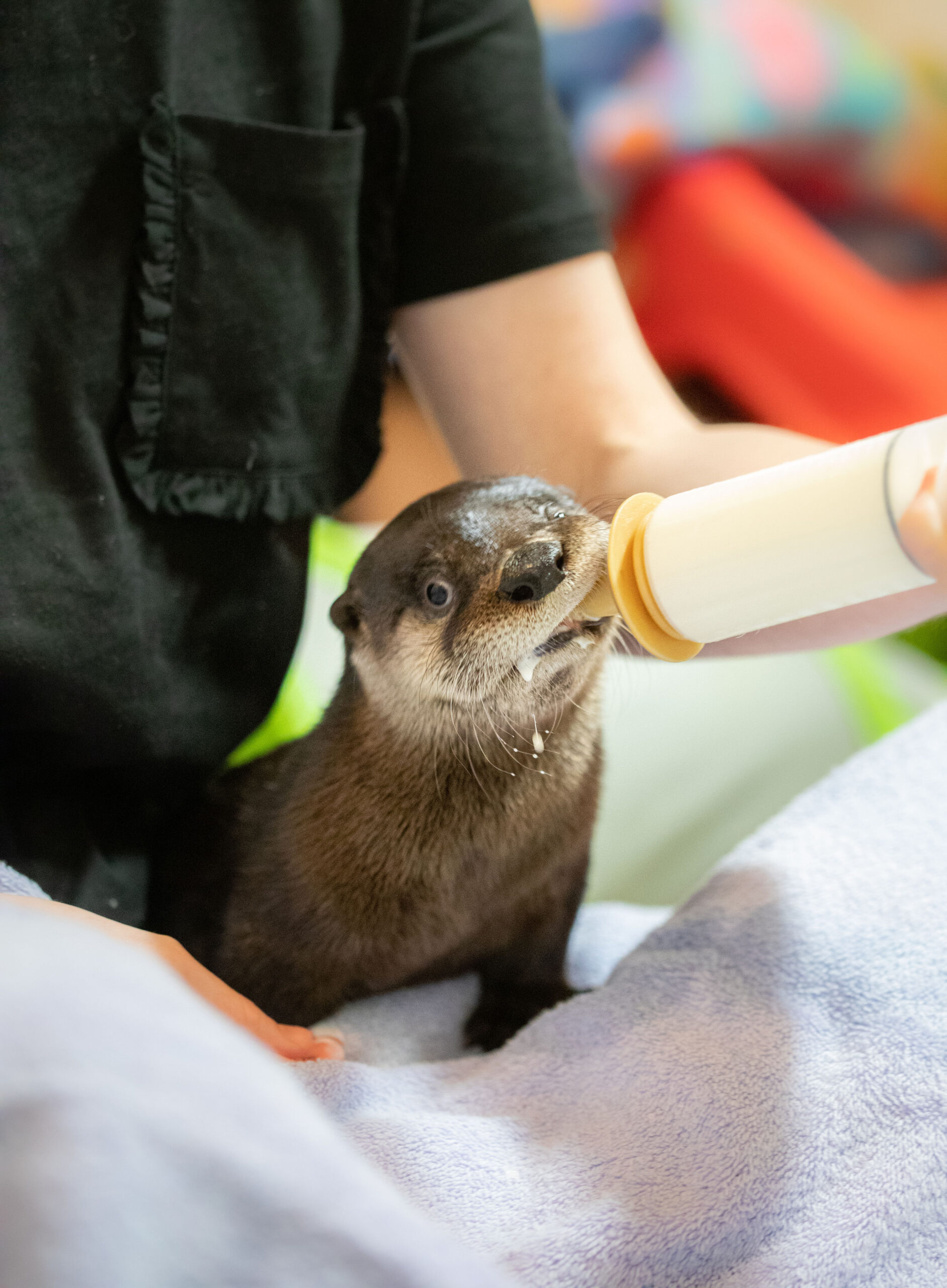 otter feeding