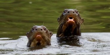 About Las Piedras, Peru