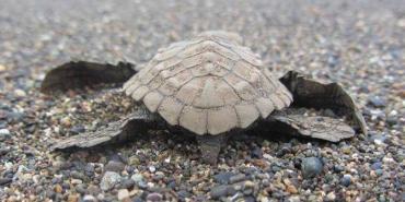 Pacific sea turtle hatchling