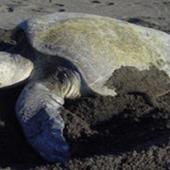 Pacific Sea Turtle Volunteer Programme, Costa Rica