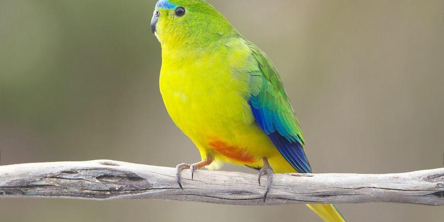 Endangered bird in Australia