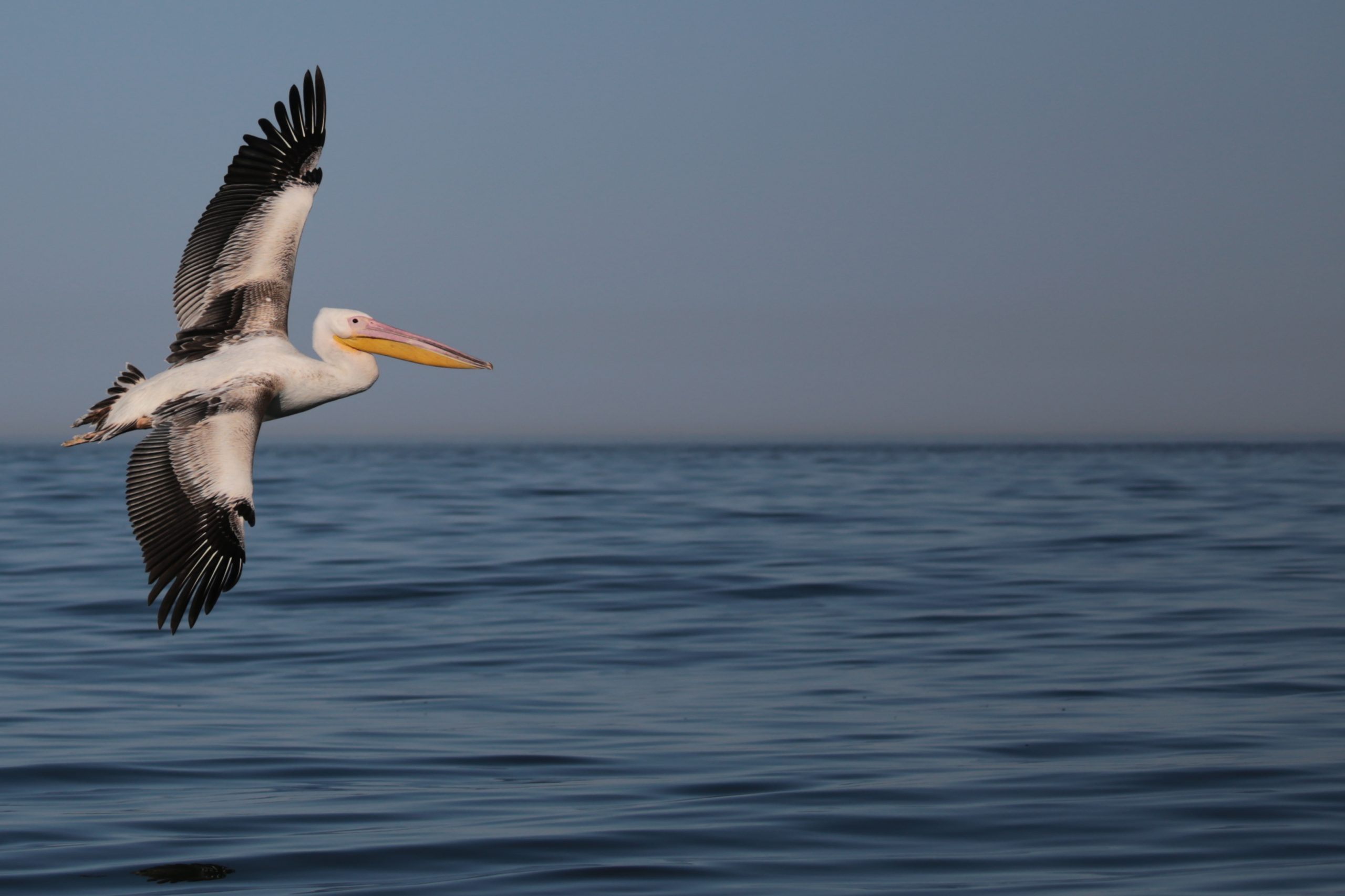 Pelican SeaSearch South Africa