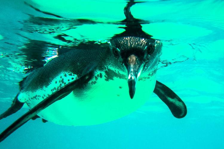 Galapagos penguin swimming underwater