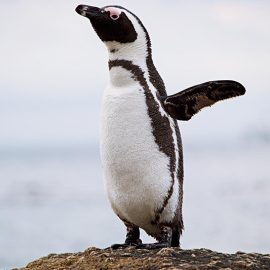 Penguin, False Bay