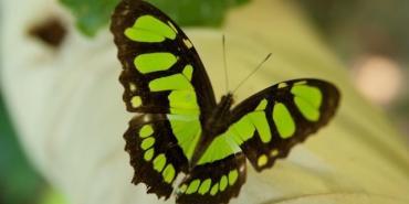 Peru's Wildlife and Biodiversity