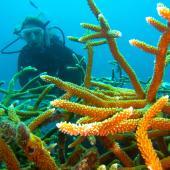 Coral Reef Conservation Volunteer Project, Cuba