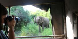 Photo opportunity with elephant