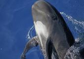 Dolphin & Whale Volunteer Research Project, Italy