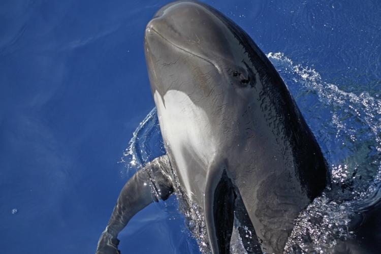 Pilot whale leaping out of the water in Italy