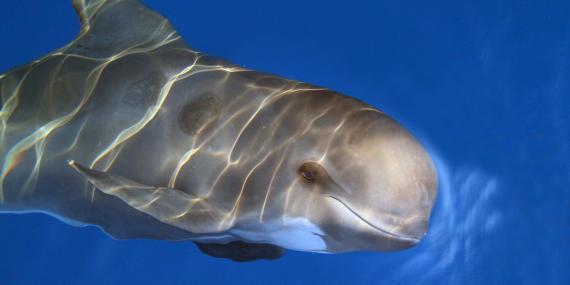 Underwater shot of pilot whale in Italy