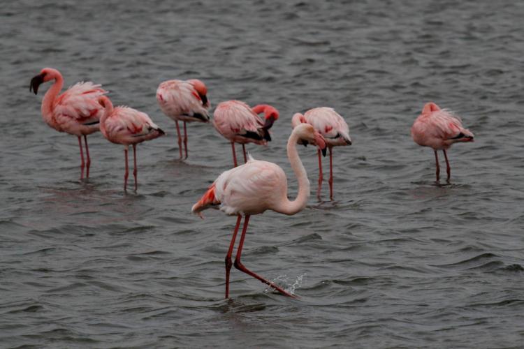 Pink flamingos feeding in Walvis Bay lagoon
