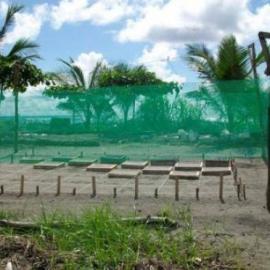 Playa Tortuga hatchery