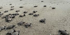 Baby turtles in Costa Rica