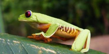 Conservation Threats