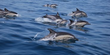 Pod of dolphins swimming in Portugal