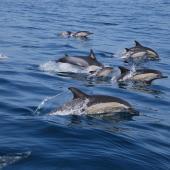 Dolphin & Whale Research Volunteer Project, Portugal