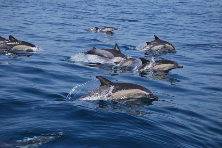 Pod of dolphins swimming in Portugal