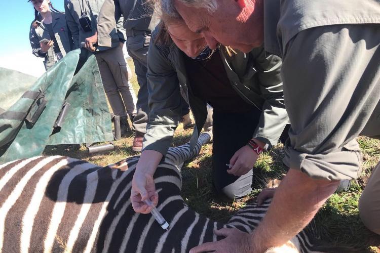 Pre vet volunteer at Shamwari