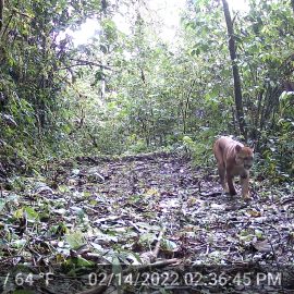 Puma volunteer research